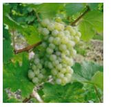 白ワイン ブドウ品種 一覧